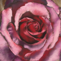 fleur_rose